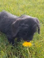 Leuke blije teckel pups ruwharig en gladharig, Parvo, 8 tot 15 weken, Meerdere, Meerdere dieren