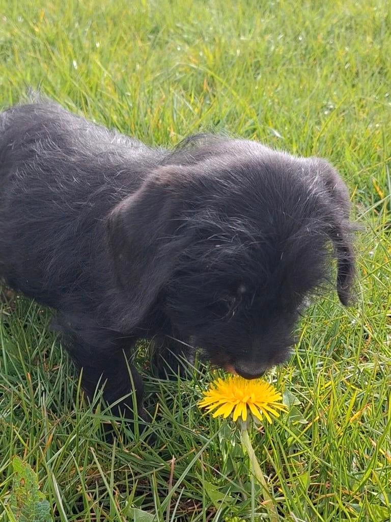 Leuke blije teckel pups ruwharig en gladharig, Dieren en Toebehoren, Honden | Niet-rashonden, Klein, Meerdere dieren, Fokker | Hobbymatig