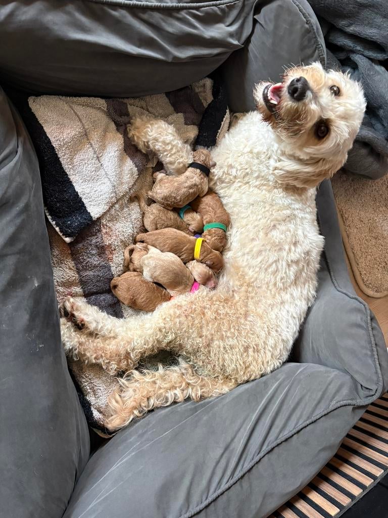 lieve MINI DOODLES ( WACHTLIJST VOL!! ), Parvo, Overige rassen, 8 tot 15 weken, Meerdere