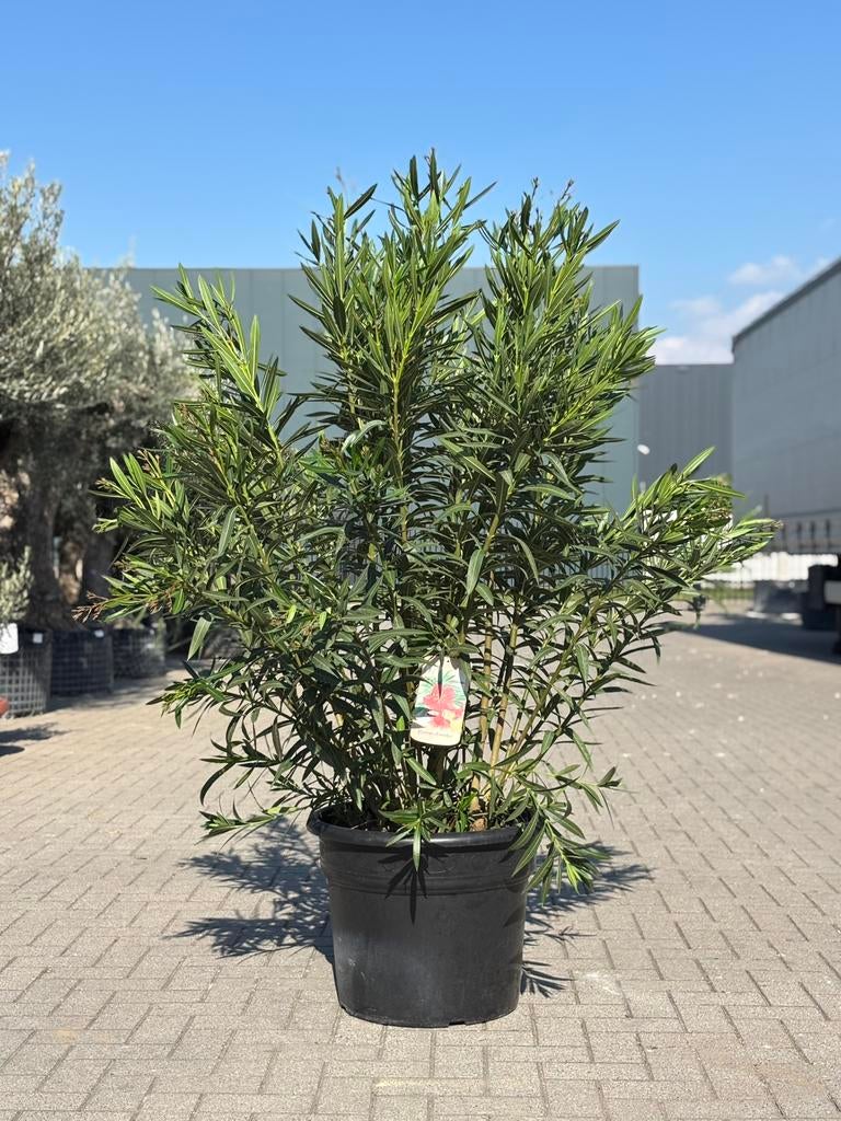 Nerium Oleander - megaformaat!, Volle zon, Vaste plant, Lente, Ophalen