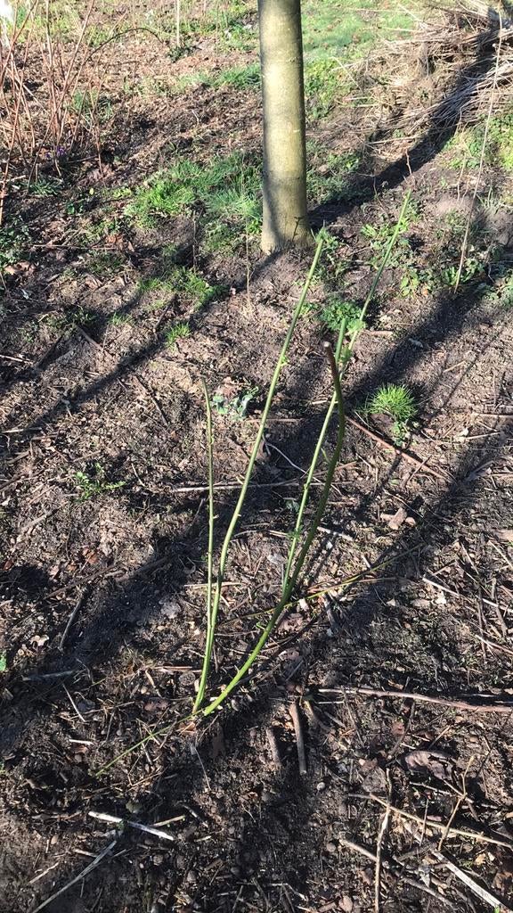 Rosa multiflora veelbloemige roos, Tuin en Terras, Planten | Struiken en Hagen, Ophalen of Verzenden, Overige soorten, Minder dan 100 cm