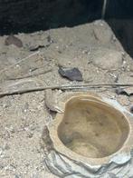 Chalcides sepsoides, wigsnuitskink, Dieren en Toebehoren, Reptielen en Amfibieën, 0 tot 2 jaar