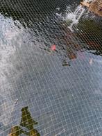 Goudvissen (grooot en klein), Goudvis(sen)