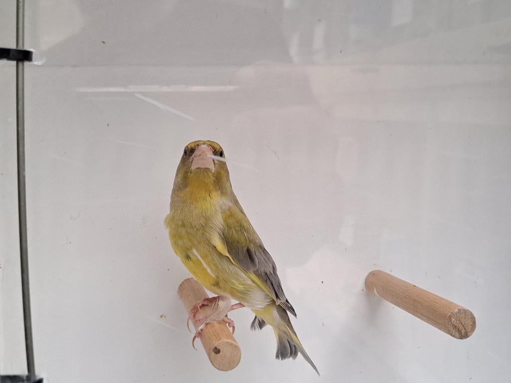 Groenling man uit buitenvoliere., Dieren en Toebehoren, Mannelijk, Wildzangvogel, Geringd