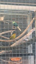 Mooi koppel kakarikies / kakarikie, Meerdere dieren, Parkiet, Geringd