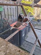 Koppel oud Hollandse kapucijners, Dieren en Toebehoren, Meerdere dieren, Overige soorten