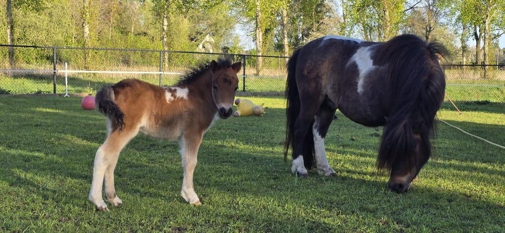 (te reserveren) Knap bruinbont N.S.P.S. Shetlandpony veulen, Dieren en Toebehoren, Pony's, Met stamboom, Niet van toepassing, 0 tot 2 jaar