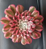 Aeonium Pink Garnet, Vetplant, Ophalen of Verzenden, Minder dan 100 cm, Bloeiende kamerplant