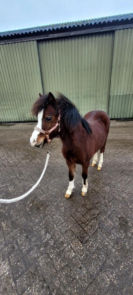Tekoop super mooie welsh A merrie, Merrie, A pony (tot 1.17m), Met stamboom, 0 tot 2 jaar