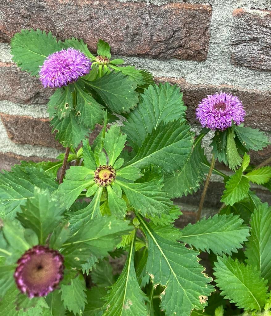 Bloemenzaden Braziliaanse Knoopsgatenbloem, Ophalen of Verzenden, Volle zon, Zaad