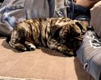 Franse bulldog pup reu, België, Particulier, Reu, 8 tot 15 weken