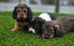 Te koop mooie langharige Dwerg Teckel pups (tekkel), Parvo, Nederland, 8 tot 15 weken, Dwerg