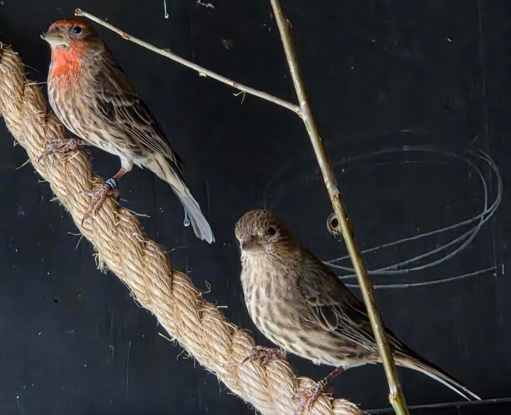 2 mexicaanse roodmussen, Dieren en Toebehoren, Meerdere dieren