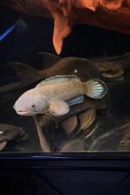 Slangenkopvis Channa Bipuli, Dieren en Toebehoren, Vis, Zoetwatervis