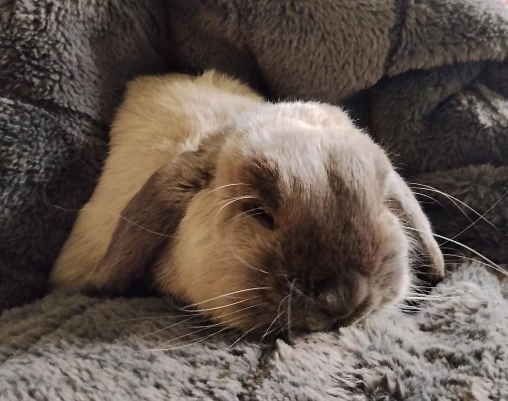 NHD ram, Dieren en Toebehoren, Konijnen, Mannelijk, Dwerg, Hangoor, 0 tot 2 jaar