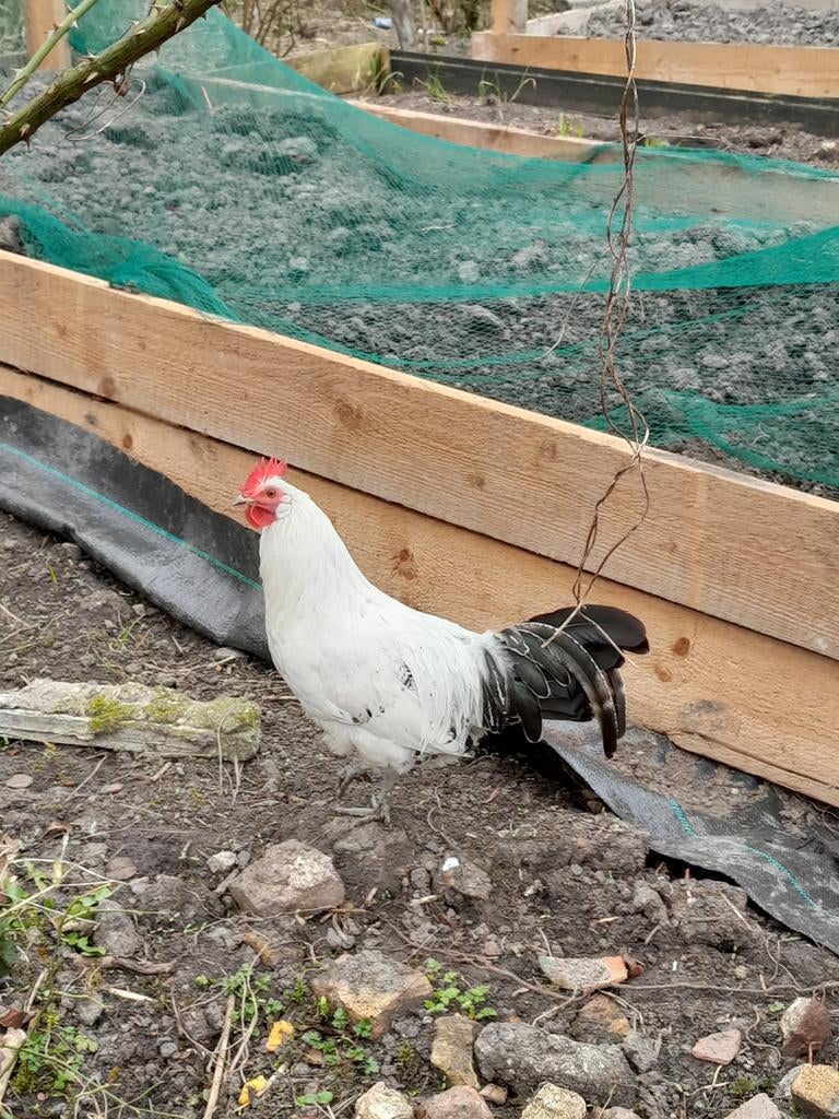 Friese Kippen, Dieren en Toebehoren, Pluimvee, Kip