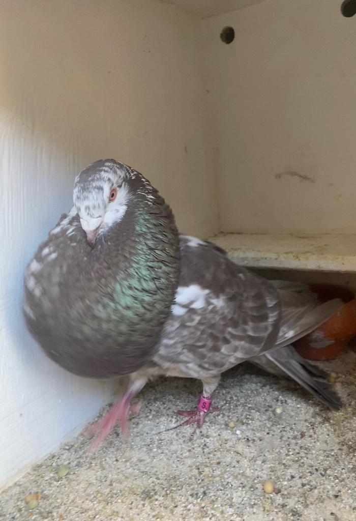 Oliebont tijger doffer, Dieren en Toebehoren, Mannelijk, Kropper