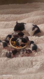 Goudhamster baby's, Dieren en Toebehoren, Knaagdieren, Hamster, Maart, Meerdere dieren, Tam
