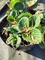 Aardbeien planten, Ophalen of Verzenden, Volle zon