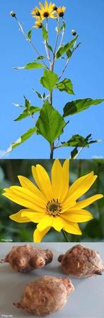 🌻 Aardperen (2 soorten), Ophalen of Verzenden, Eenjarig, Overige soorten, Volle zon