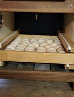 Australorp kriel broedeieren -kuikens-jonge hennen, Geslacht onbekend, Kip