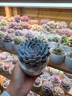 Echeveria Hybrid, Huis en Inrichting, Kamerplanten, Verzenden, Halfschaduw, Minder dan 100 cm