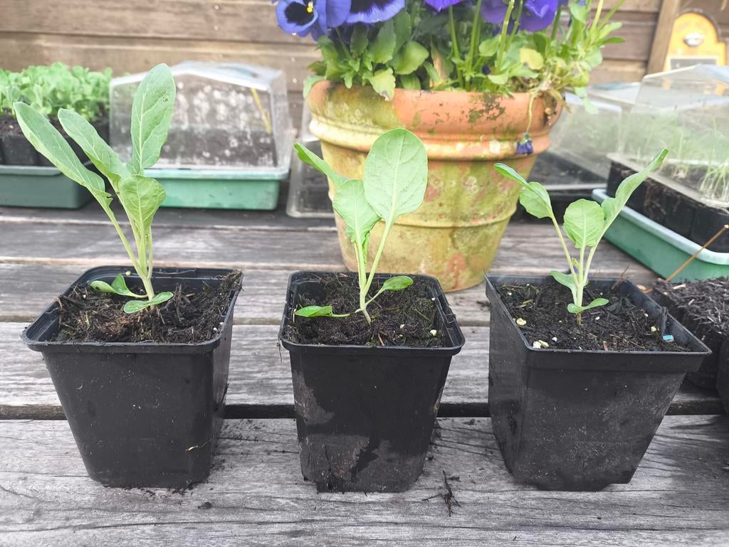 Spruiten planten voor eigen moestuin, Tuin en Terras, Planten | Tuinplanten, Ophalen, Volle zon, Groenteplanten, Eenjarig