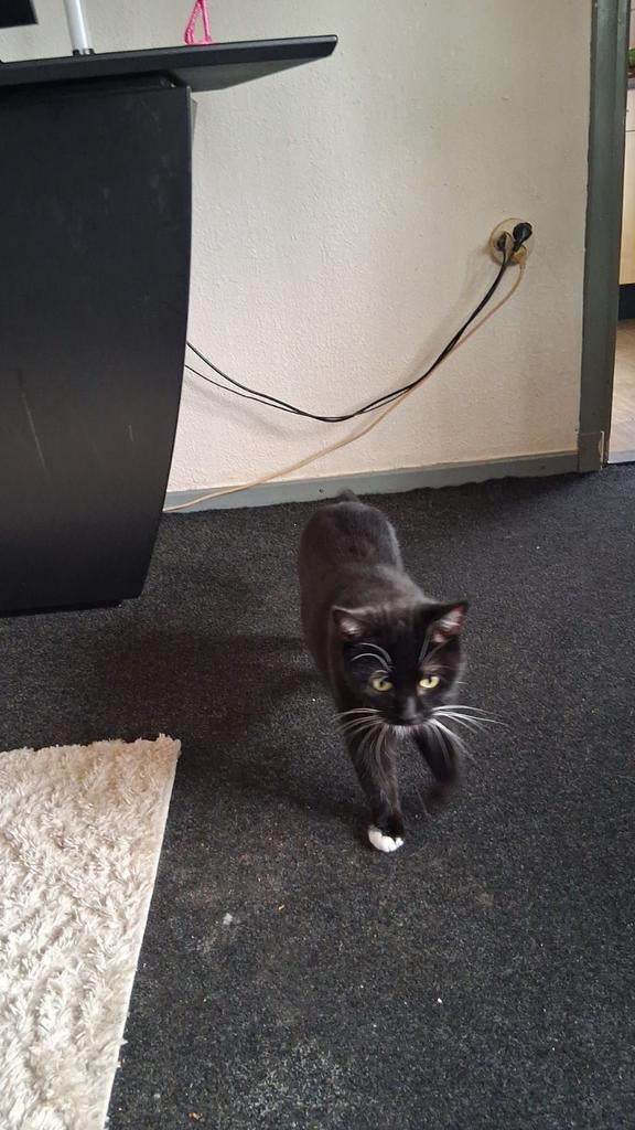 Kater 8jr Tommy, Kater