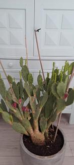 Grote vijgen cactus incl pot, Tuin en Terras, Planten | Tuinplanten, Volle zon, Vaste plant, Zomer, Ophalen