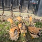 Kuikens van 10 weken oud wyandotte kriel OP is OP, Dieren en Toebehoren, Vrouwelijk, Kip