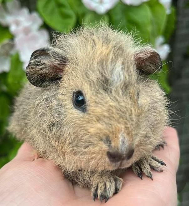 Knap cavia meisje met crème agouti Rex teddy vacht., Dieren en Toebehoren, Knaagdieren, Vrouwelijk, Tam, Maart, Cavia
