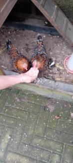 Te kop twee sabelpoot hennetjes  + hok, Dieren en Toebehoren, Ophalen, Kippenhok of Kippenren