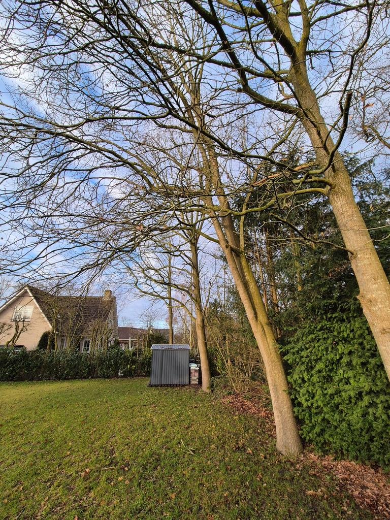 GRATIS bomen kappen of bomen snoeien, Tuin en Terras, Haardhout, Ophalen of Verzenden