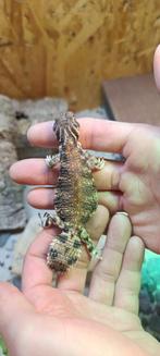 Uromastyx Thomasi nakweek, Dieren en Toebehoren, Overige soorten, 0 tot 2 jaar