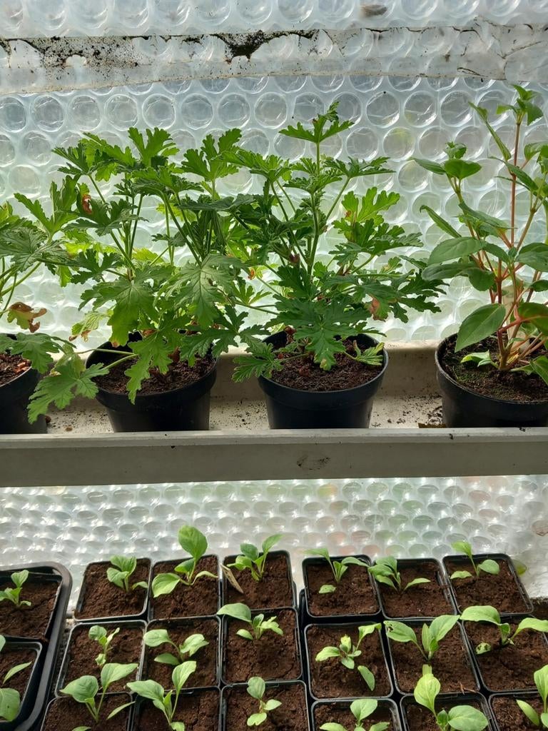 Citroengeraniums, Ophalen, Overige soorten, Minder dan 100 cm