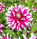 Dahlia knollen Radegast, Ophalen of Verzenden