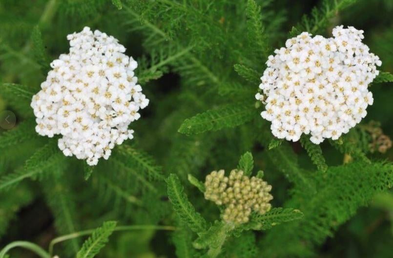 Duizendblad, Ophalen, Bodembedekkers, Volle zon, Vaste plant