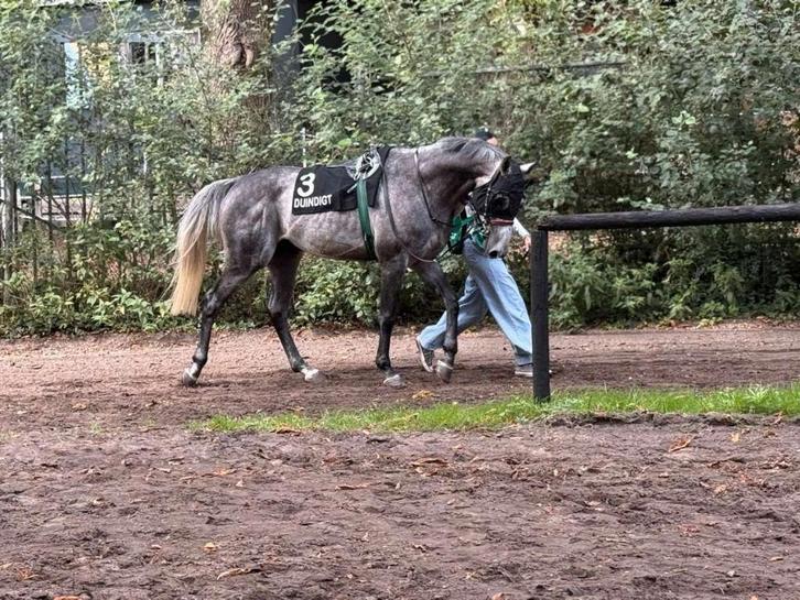 bijrijder/verzorger aangeboden, Dieren en Toebehoren, Paarden en Pony's | Overige Paardenspullen, Overige soorten, Ophalen of Verzenden