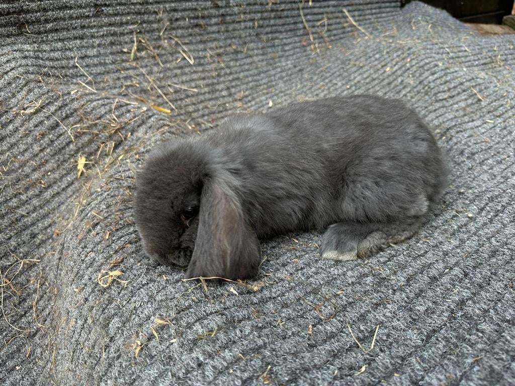 Franse Hangoren, Meerdere dieren, Groot, Hangoor, 0 tot 2 jaar
