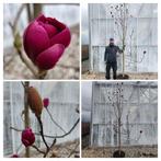 Grote Magnolia 'Black Tulip' - 3,5m hoog, prachtige bloemen, Lente, 250 tot 400 cm, Volle zon, In pot