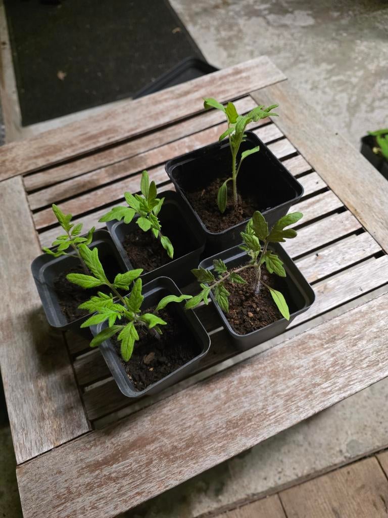 Tomaten planten, Tuin en Terras, Planten | Tuinplanten, Ophalen, Eenjarig, Groenteplanten, Volle zon