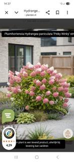 Hortensia's, Volle zon, Vaste plant, Zomer, Ophalen