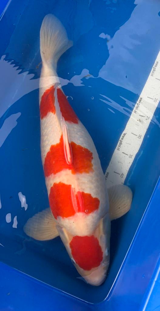 Geweldige maruten Kohaku, kweker Hoshikin, 4 jaar, 58 cm, Dieren en Toebehoren, Karper of Koi