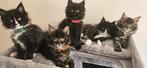 Prachtige Maine Coon kittens met stamboom te koop, Meerdere dieren