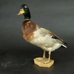 Opgezette eend, Ophalen, Gebruikt, Vogel, Opgezet dier