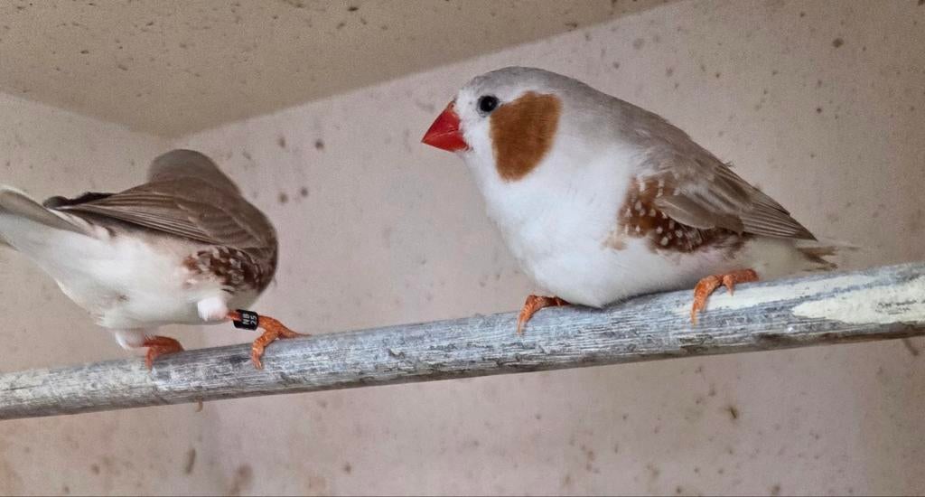 Witborst bruine zebravinken, Dieren en Toebehoren, Meerdere dieren, Tropenvogel, Geringd