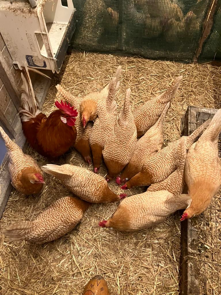 Broedeieren Fryske hinnen Friese kippen, Dieren en Toebehoren, Pluimvee, Geslacht onbekend, Kip