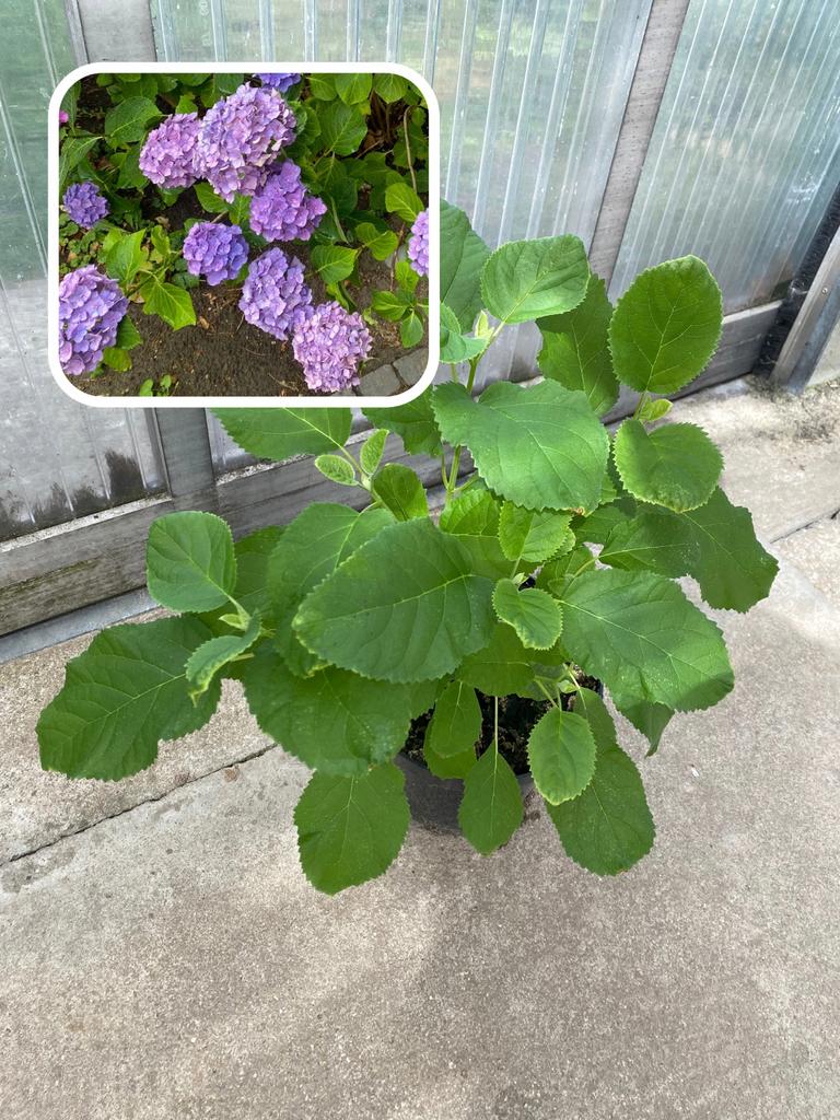 Hortenisa, Ophalen, Hortensia, Minder dan 100 cm
