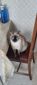 MJM Dogs Foundation: Alma, Poes, Kortharig, 0 tot 2 jaar