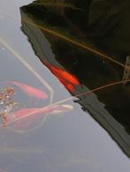 Gratis vijvervissen stuk of 10, Goudvis(sen)